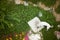 Stray dog scraping food out of rubbish from rubbish bin