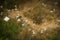 Stray dog searching for food in the field of scattered rubbish; bird eye view image