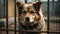 Stray dog sits behind bars in dog shelter and waiting an owner for adoption