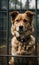 Stray dog sits behind bars in dog shelter and waiting an owner for adoption