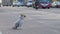 Stray Dog Sits on the Road with Passing Cars and Motorcycles. Asia, Thailand