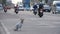 Stray Dog Sits on the Road with Passing Cars and Motorcycles. Asia, Thailand. Slow Motion