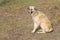 Stray dog sitting on a dry grass