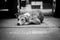 Stray dog sleep in black and white tone.