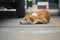 Stray dog sleep on the floor.