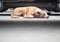 Stray dog sleep on the floor in car park.