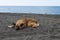 A stray dog sleeping on the black magnetic sand on the beach near the Black sea in the city of Ureki. Georgia. Resort.