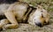 A stray dog sleeping calmly