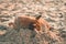 Stray dog sleeping on the sand on the beach of Sri Lanka