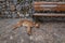 Stray dog sleeping on the street on a stone sidewalk and next to a stone wall and bench