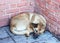 A stray dog sleeps curled up on the ground