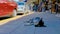 Stray dog sleeps and relaxes on the street in Mexico