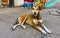 Stray dog sleeps and relaxes on the street in Mexico