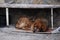 Stray Dog Sleeps Under the Bench