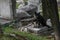 A stray dog with small puppies sit on a gravestone