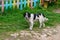 A stray dog standing in the middle of a highway