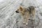 Stray dog standing on a winter street in Dnipro city, Ukraine