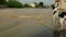 Stray dog stands alone flood. Don`t abandoned. Doggy running water on flooded