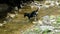 Stray dog stands with its paws in a pond, fishing and looks at the river