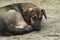 A stray dog, thin and sad, lies on the ground curled up.