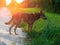 Stray dog walking along a dirt road