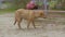 A stray dog walking on the playground slow motion video