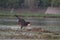 Stray dog in a wetland trying to attack greater flamingos and other birds in central India