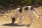 A stray dog â€‹â€‹picks up crumbs of food waste from the ground.