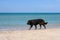 A stray dog â€‹â€‹walks along the seashore.