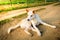 Stray dogs are abandoned lying on roads