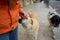 Stray dogs ask for attention on the street from people