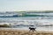 Stray dogs on the beach and surfers