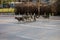 Stray dogs cross Central Boulevard in the capital.