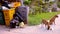 Stray dogs eat the scum around garbage bins. Video