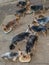 Stray dogs feed at an animal shelter