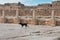 Stray dogs guarding the Egyptian tombs