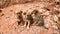 Stray dogs inside the ancient city of Petra, Jordan.