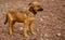 Stray dogs of the island of La Palma