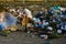 Stray dogs look for food on a litter covered