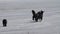 Stray dogs play on a snowy river