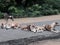 Stray dogs relaxing on the walkway