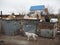 Stray dogs rummage through dumpsters in autumn