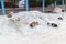 Stray dogs sleep on a heap of sand on a street in Rajshahi, Banglade