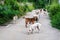 The stray dogs are waiting for food from the people who have pas