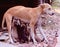 Stray female-dog feeding milk