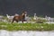 Stray feral dog running in the water