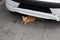 Stray ginger coloured tabby cat underneath a car