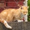 Stray Ginger Tabby Sitting in Front of Brick Wall