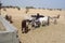 Stray Goats In The Saudi Arabian Desert Searching For Food