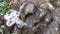 Stray grey tabby cats eat on a tree stump in a park